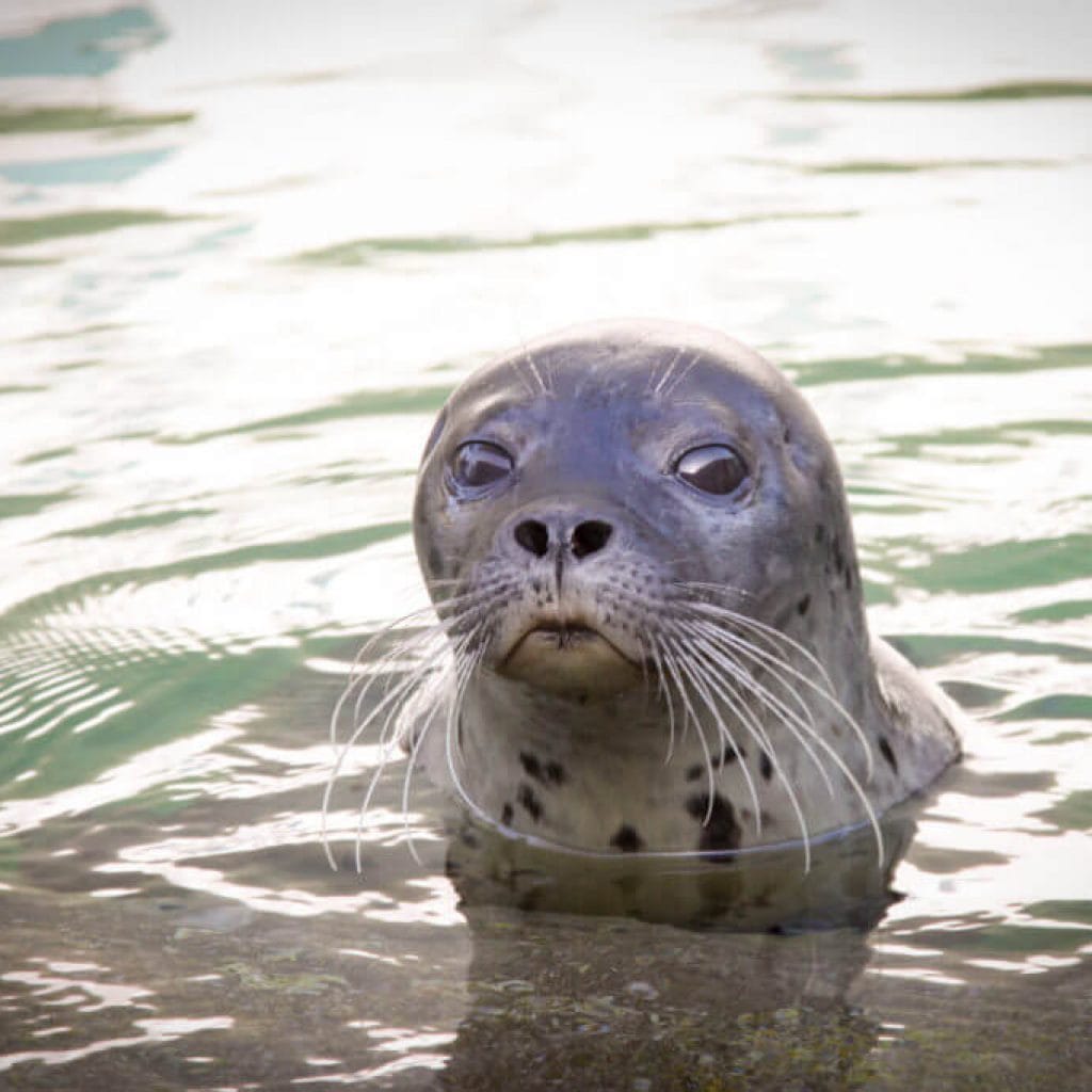 Pécsi állatkert 1500 egyeddel várja a látogatókat. A 2 szintes főépület alsó szintjén a 100ezer literes cápás akvárium ad otthon legalább 100 egzotikus fajnak.