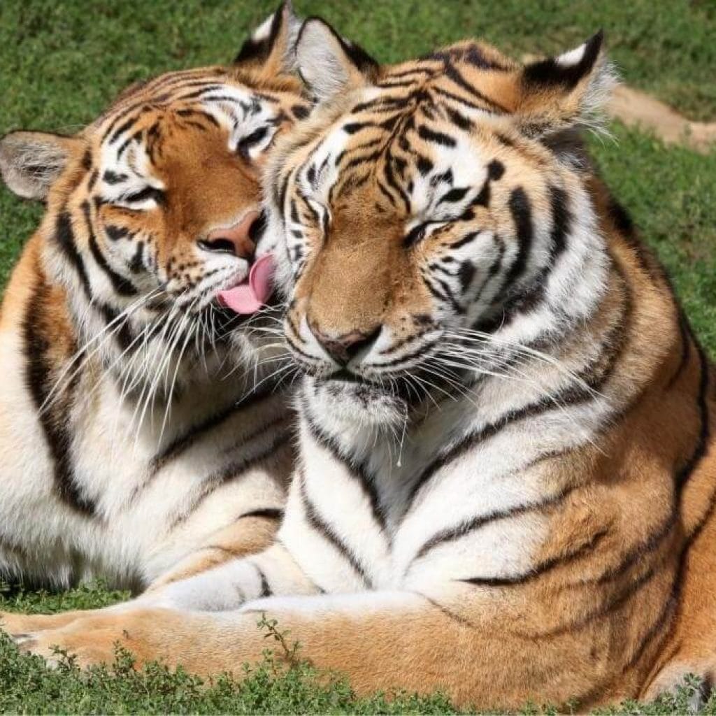 veszprémi állatkert